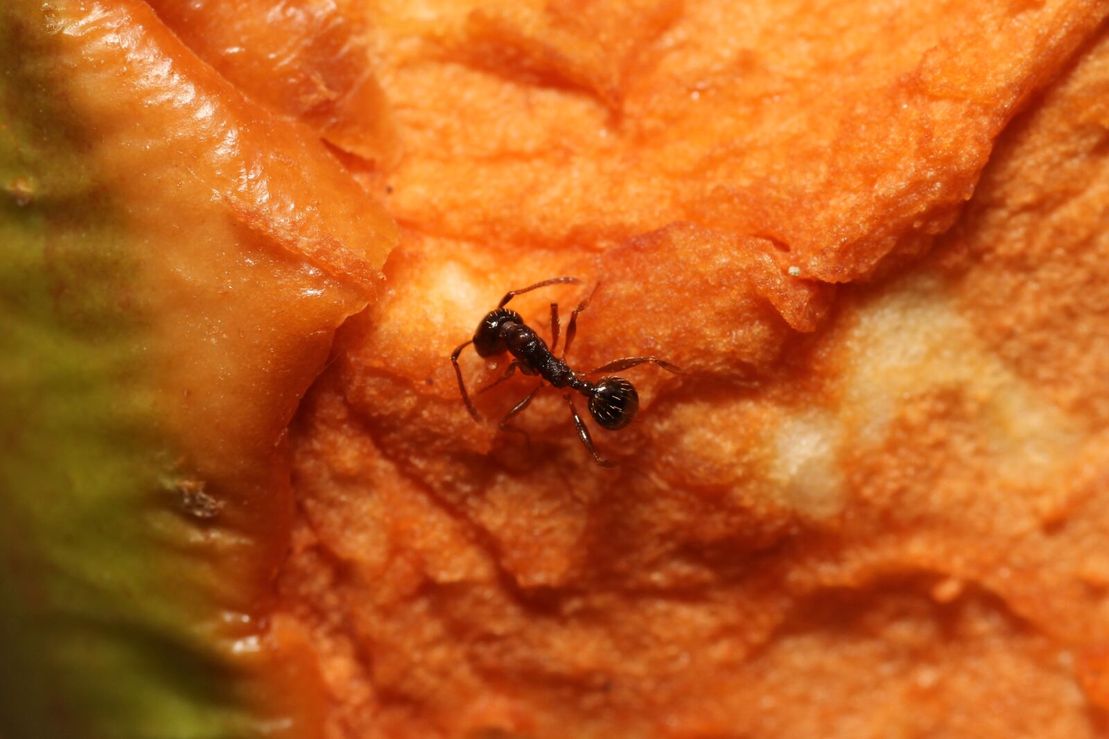 Canon EOS 60D sample photo. Ant, work, close up photography