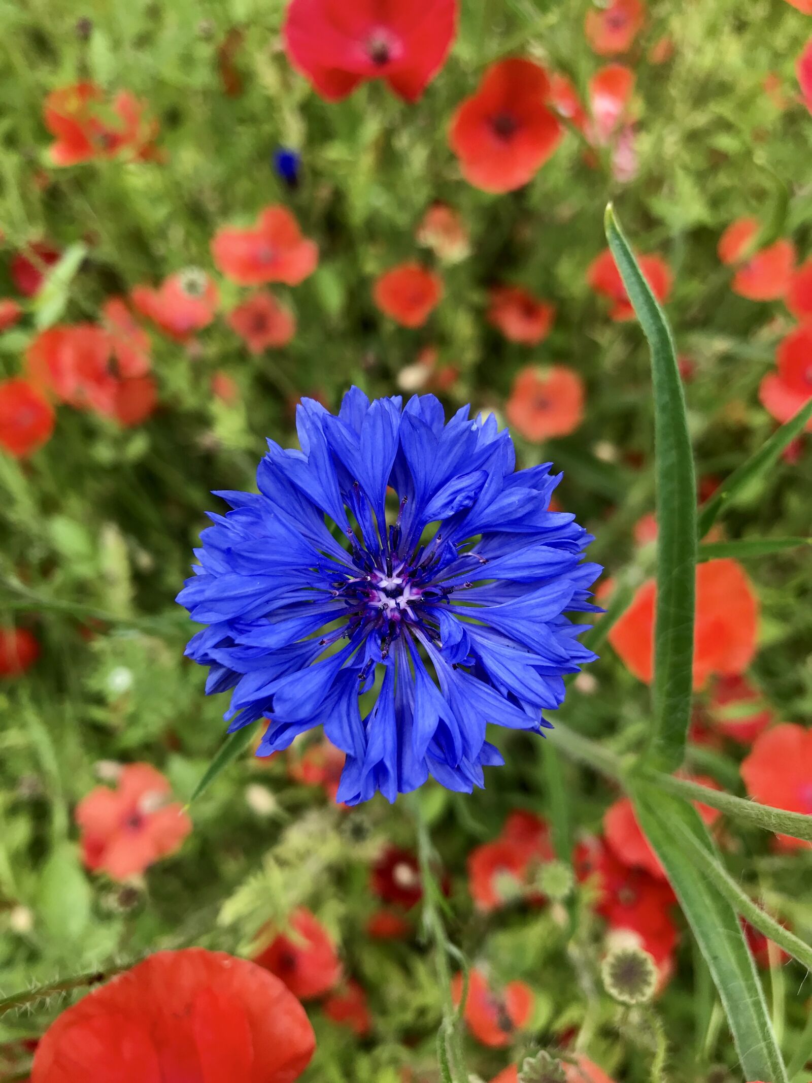 iPhone 7 back camera 3.99mm f/1.8 sample photo. Cornflower, flower, meadow photography