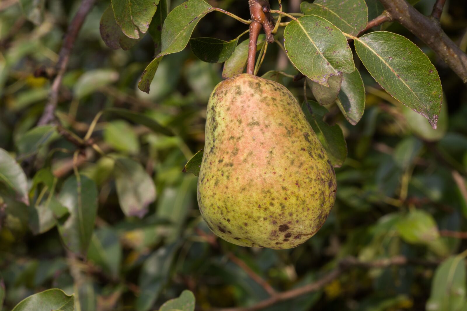 Canon EOS 7D sample photo. Pear, rust, scab photography
