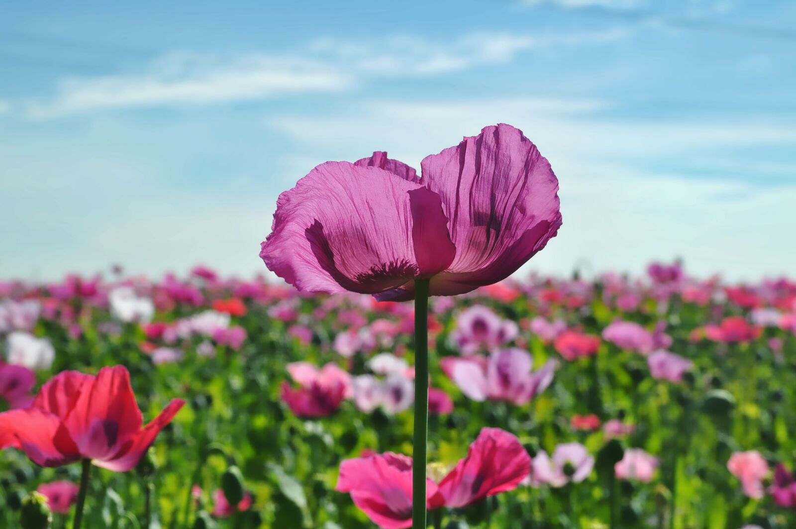 Nikon D90 sample photo. Nature, field, field of photography