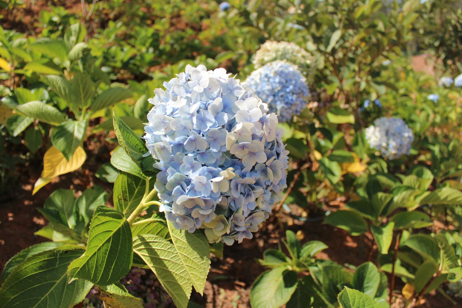 Canon EOS 600D (Rebel EOS T3i / EOS Kiss X5) sample photo. Flowers, plant, garden photography