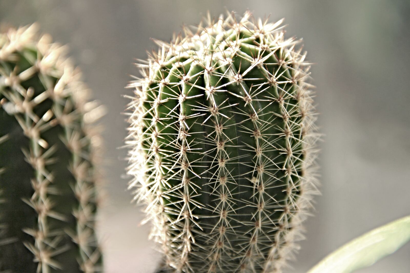 Canon EOS 1100D (EOS Rebel T3 / EOS Kiss X50) sample photo. Cactus, spiny, spur photography