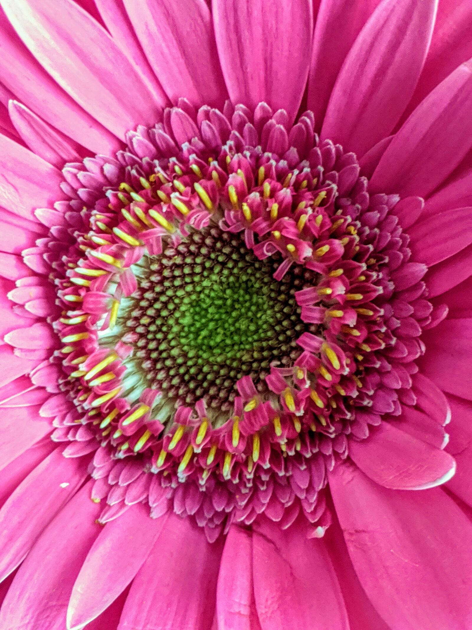 Google Pixel sample photo. Daisy, flowers, spring photography