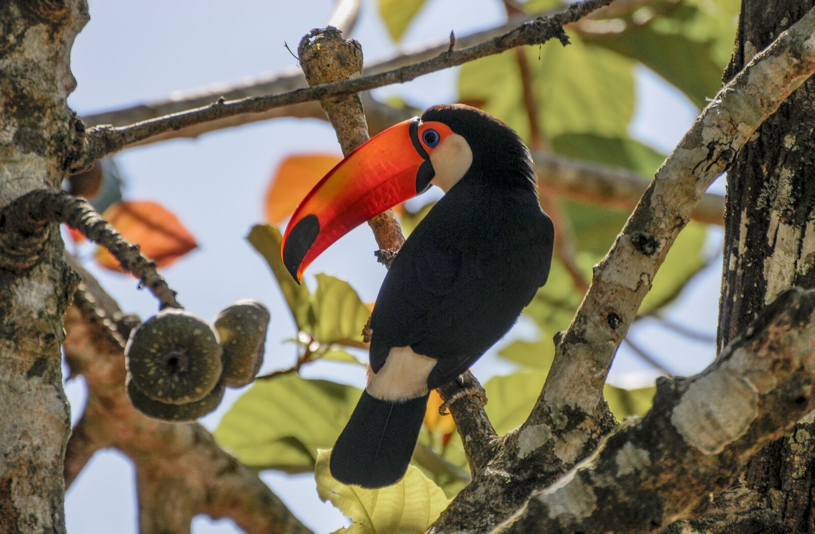 Nikon D300S sample photo. Ramphastos, bird, nature photography