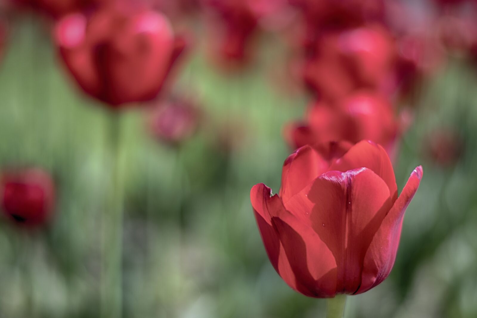 Nikon D7500 sample photo. Tulip, tulips, red photography