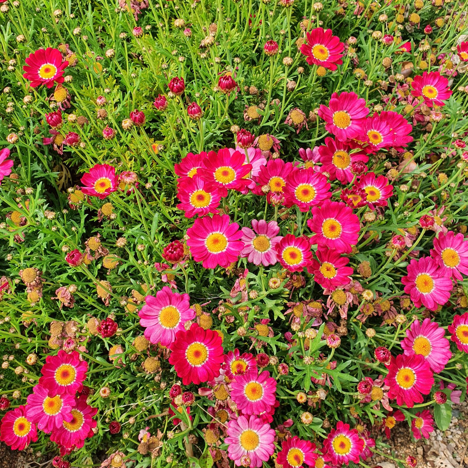 Samsung Galaxy S10 sample photo. Flower, flowers, flower's photography