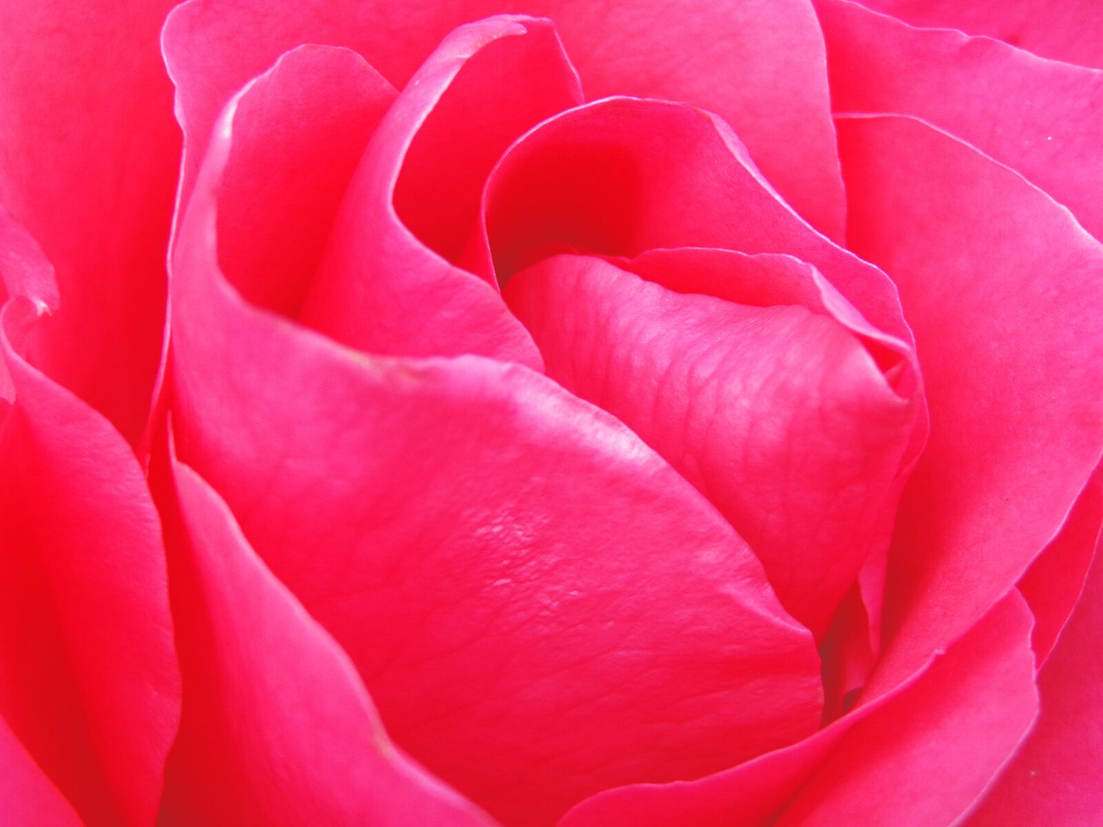 Sony Cyber-shot DSC-H90 sample photo. Wallpaper, the background, rose photography