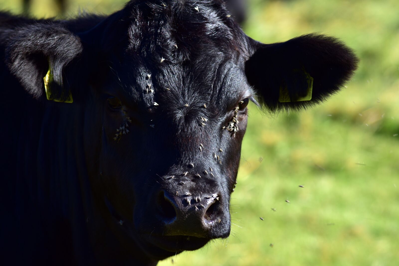 Nikon D750 sample photo. Cow, beef, black photography
