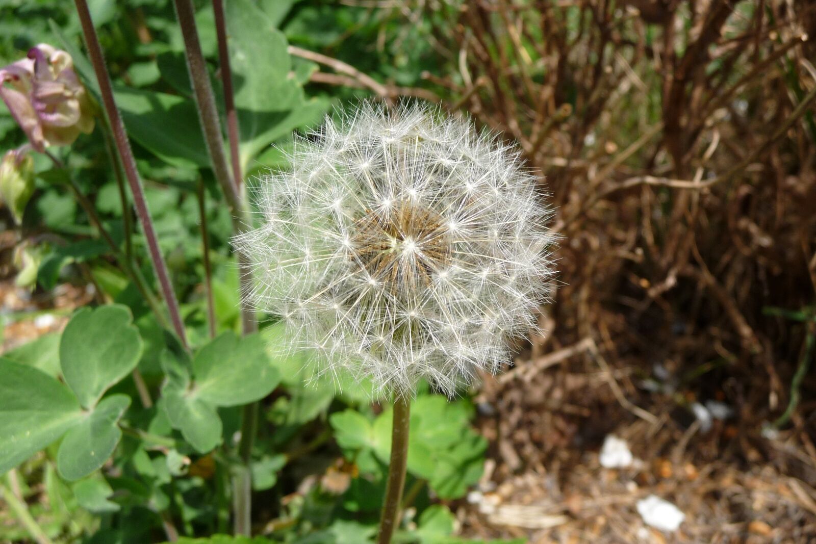 Panasonic Lumix DMC-TZ4 sample photo. Dandelion, pointed flower, close photography