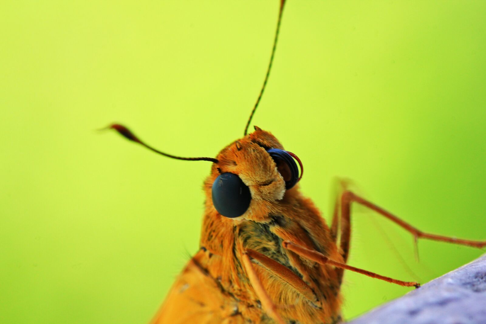 Canon EOS 60D sample photo. Insect, nature, animal photography