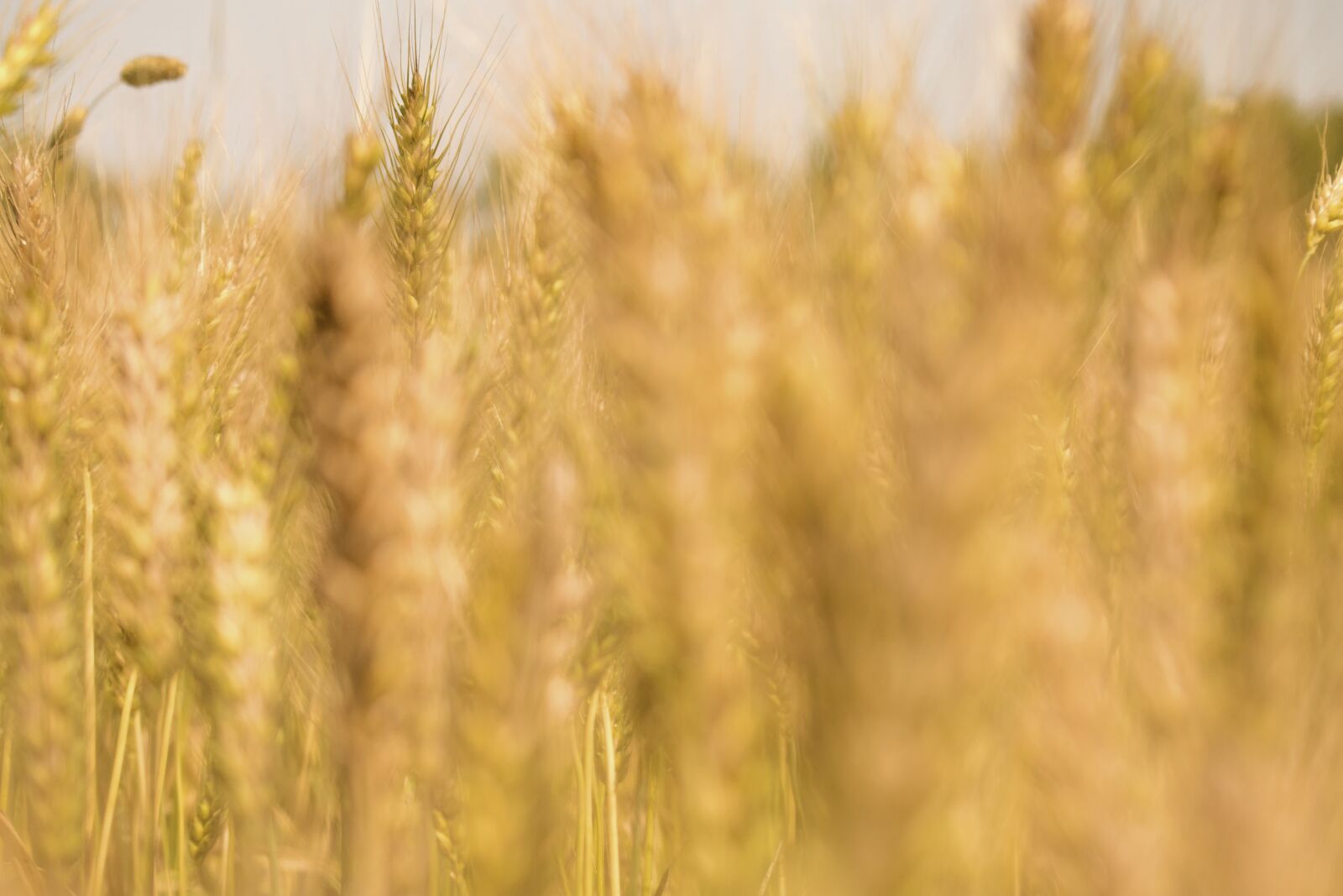 Canon EOS 750D (EOS Rebel T6i / EOS Kiss X8i) + Canon EF-S 55-250mm F4-5.6 IS II sample photo. Wheat, grain, crop photography