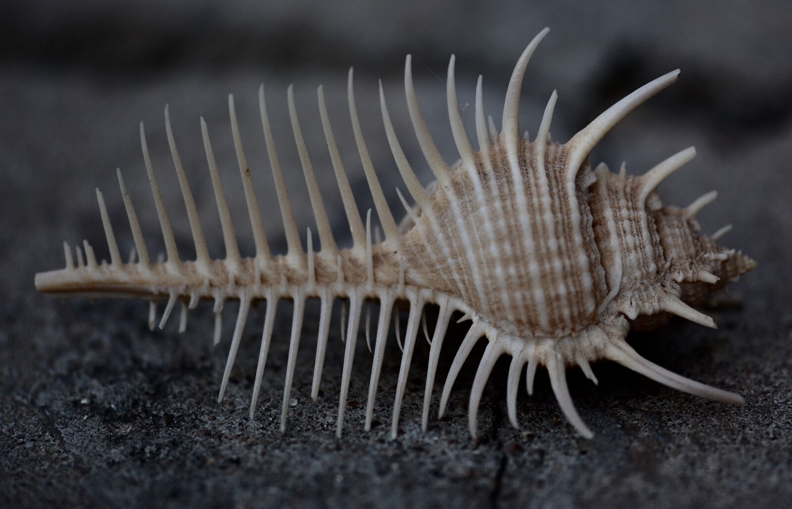 Nikon D7100 sample photo. Sea, shell, macro photography