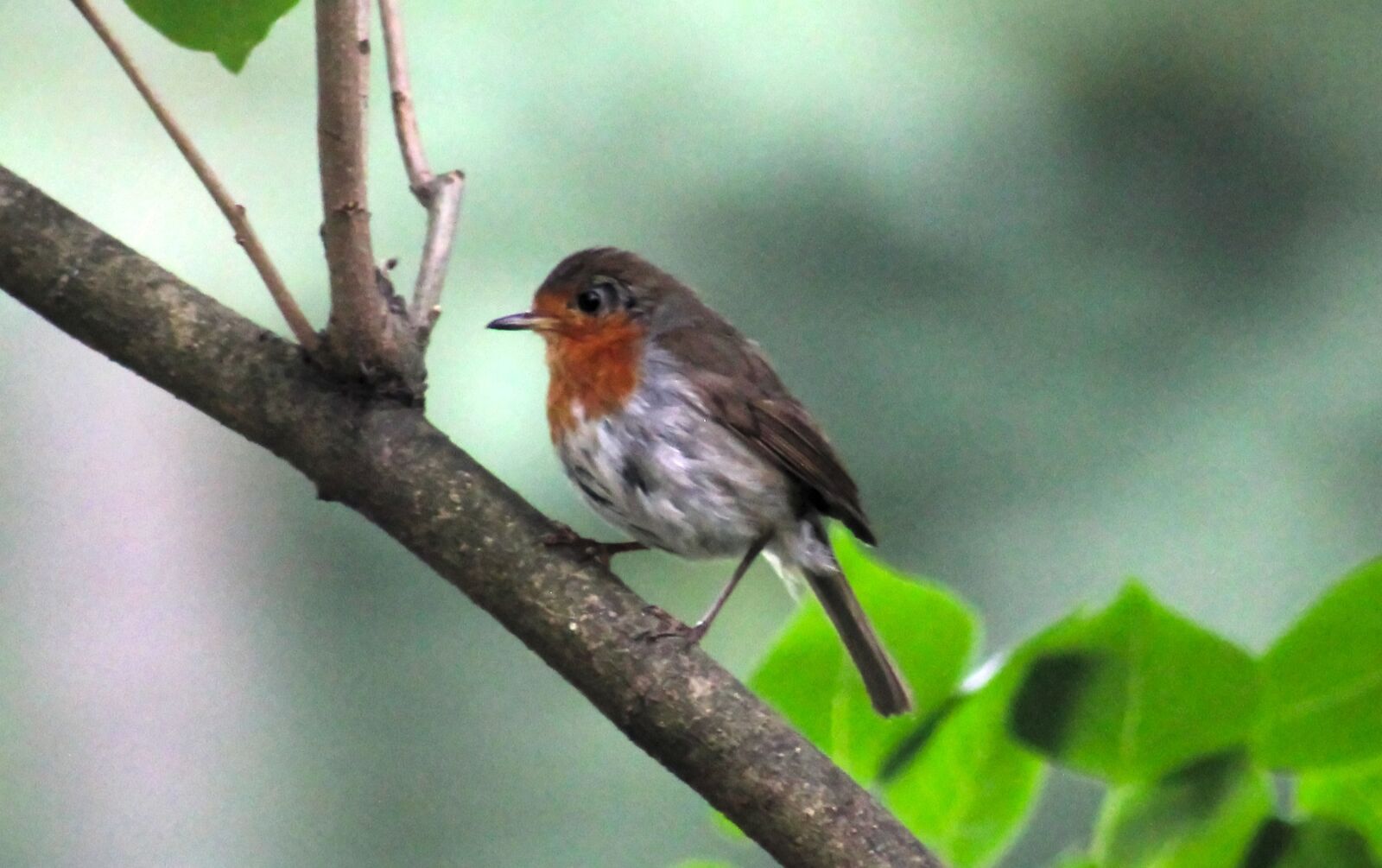 Canon EOS 550D (EOS Rebel T2i / EOS Kiss X4) sample photo. Robin, bird, animal world photography