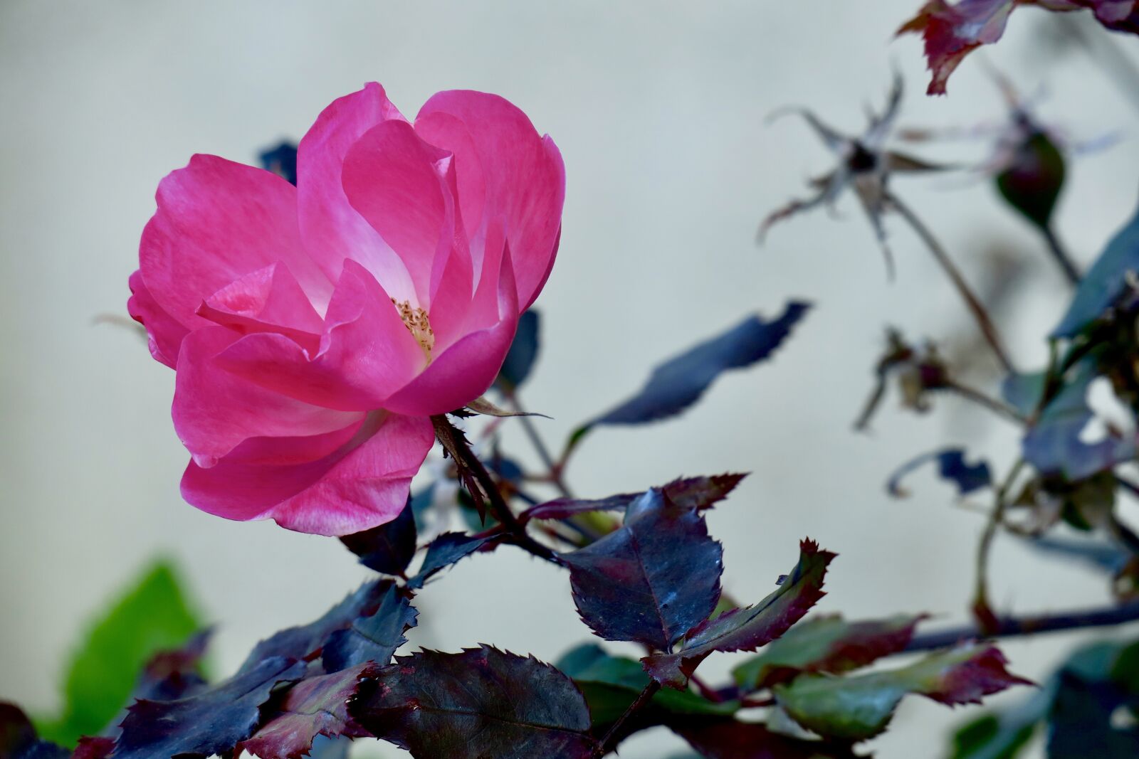 Canon PowerShot G3 X sample photo. Rosa, flowers, rose photography
