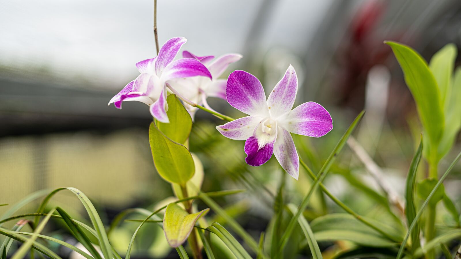 Sony a7 III + Sony FE 50mm F1.8 sample photo. Orchid, flowers, flower photography
