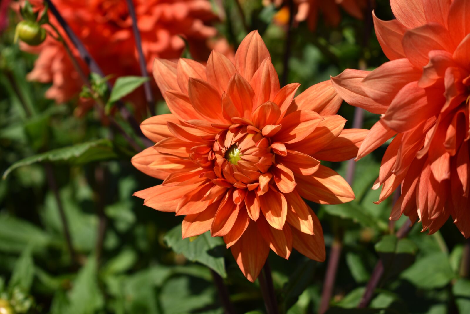 Nikon D3400 sample photo. Mainau, lake constance, nature photography