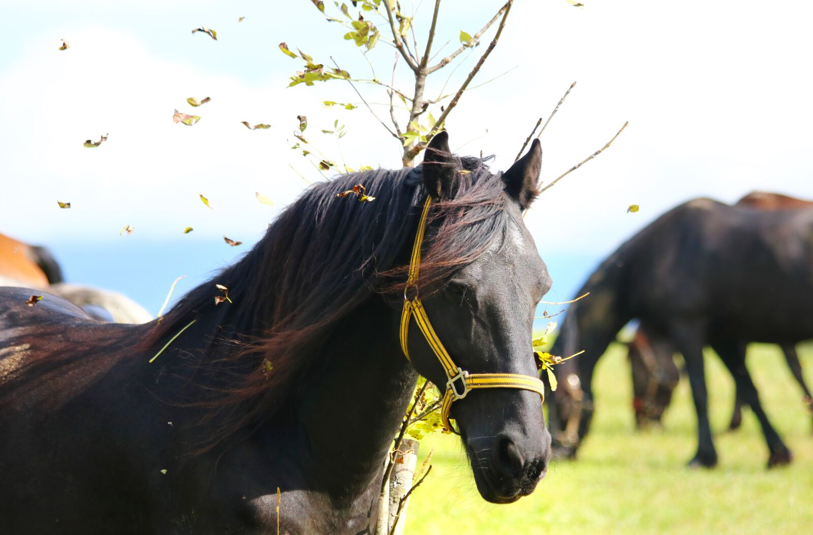 Canon EOS 750D (EOS Rebel T6i / EOS Kiss X8i) + Canon EF 70-300mm F4-5.6 IS USM sample photo. Horse, meadow, pasture photography