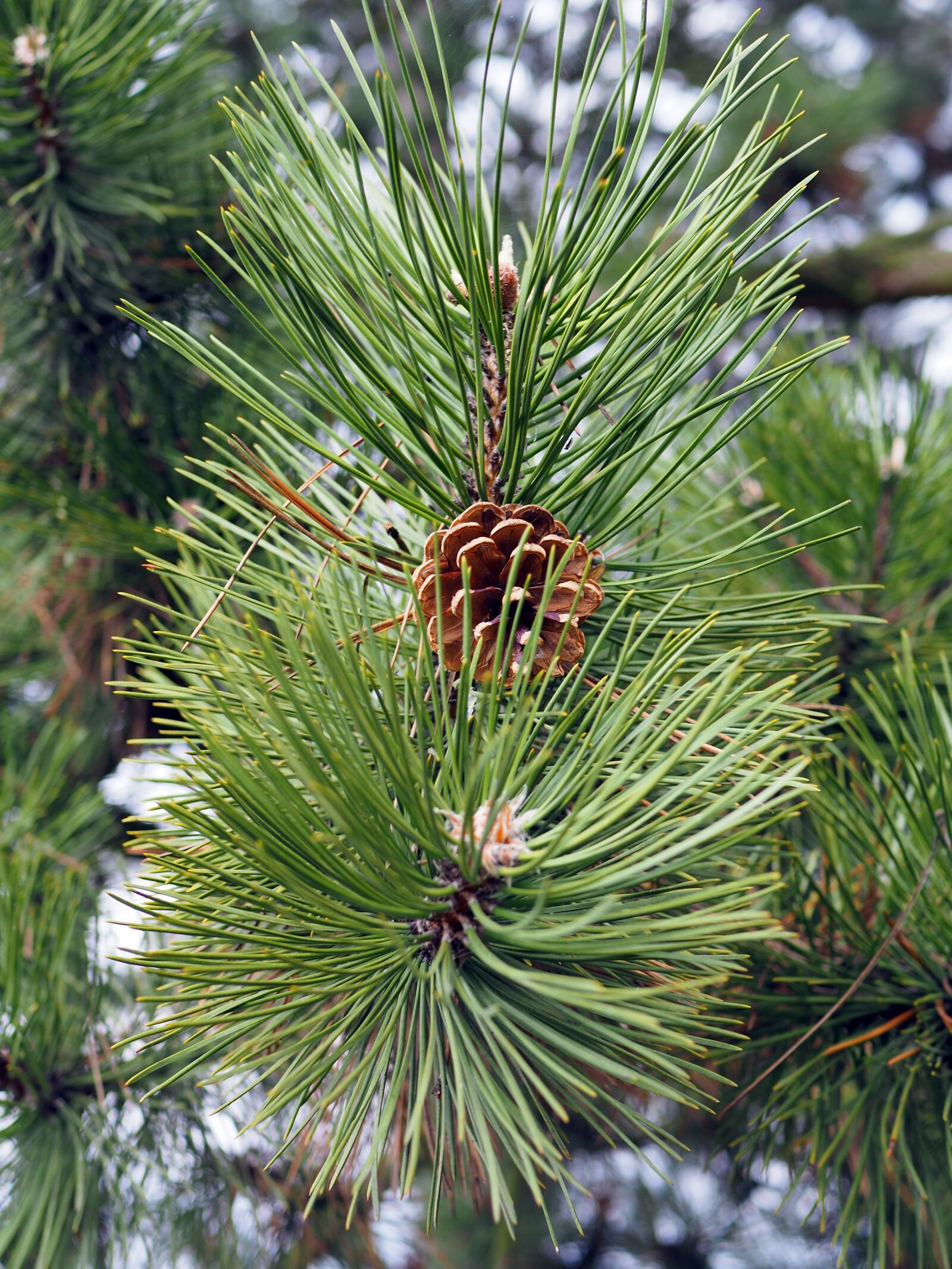 Olympus OM-D E-M10 II + LUMIX G 25/F1.7 sample photo. Forest, cone, evergreen tree photography
