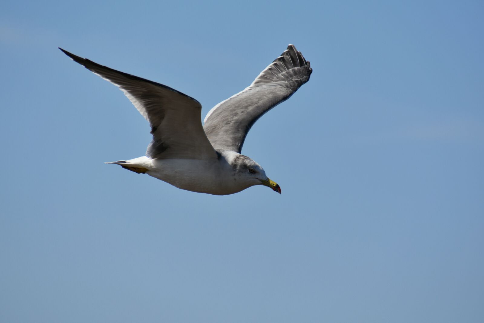 Nikon D7200 sample photo. Animal, sky, bird photography