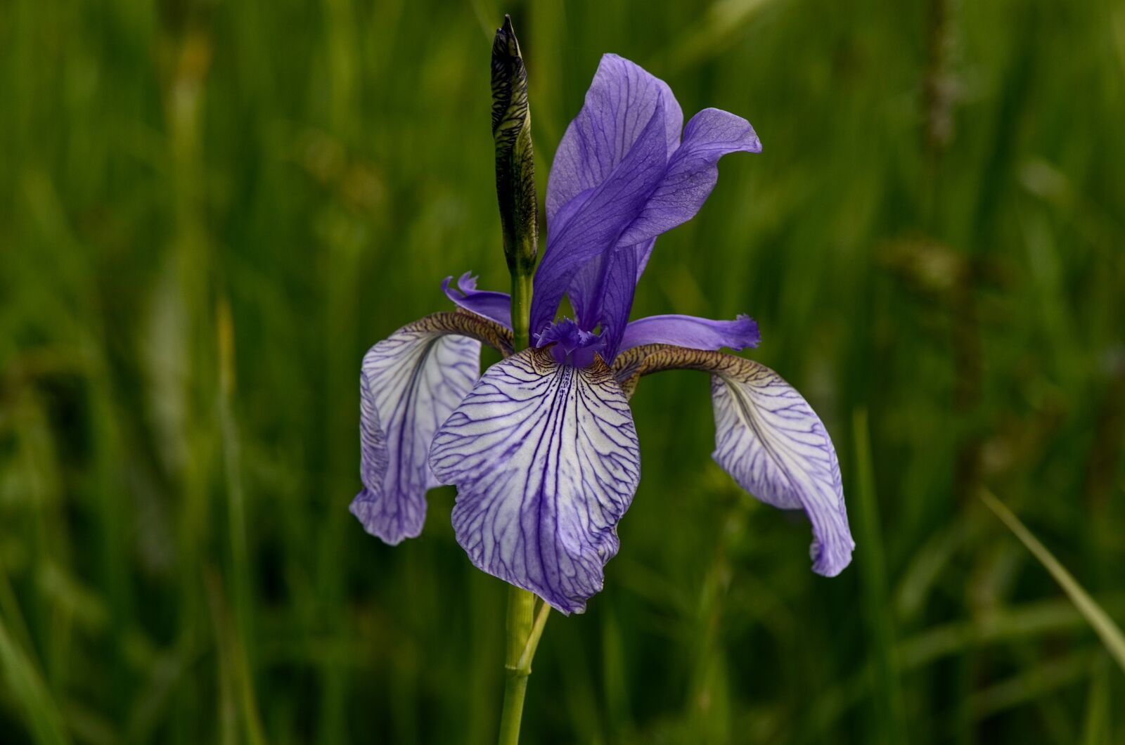 Nikon D7000 sample photo. Iris, lily, blossom photography