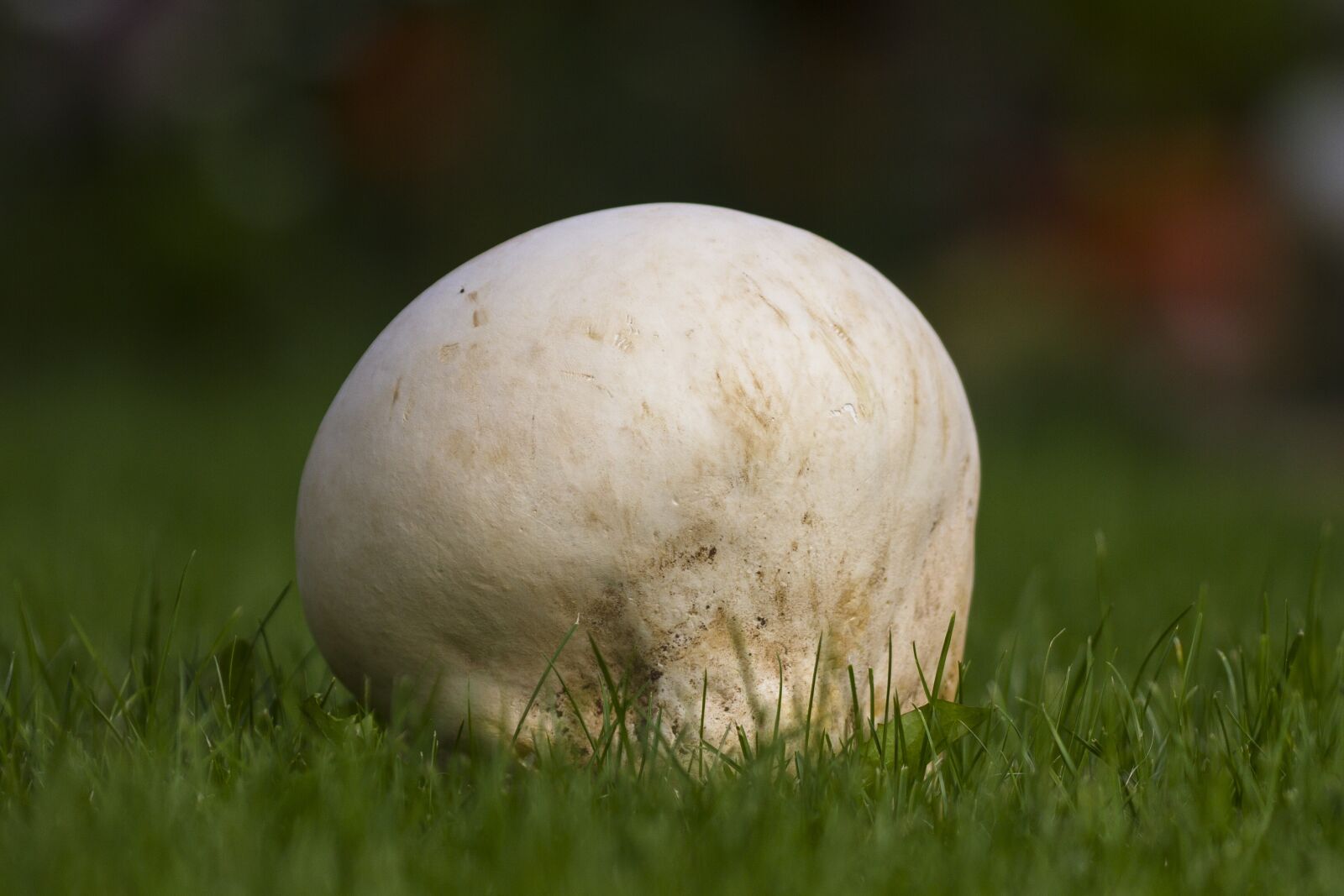 Canon EOS 7D sample photo. Giant bovist, mushroom, large photography