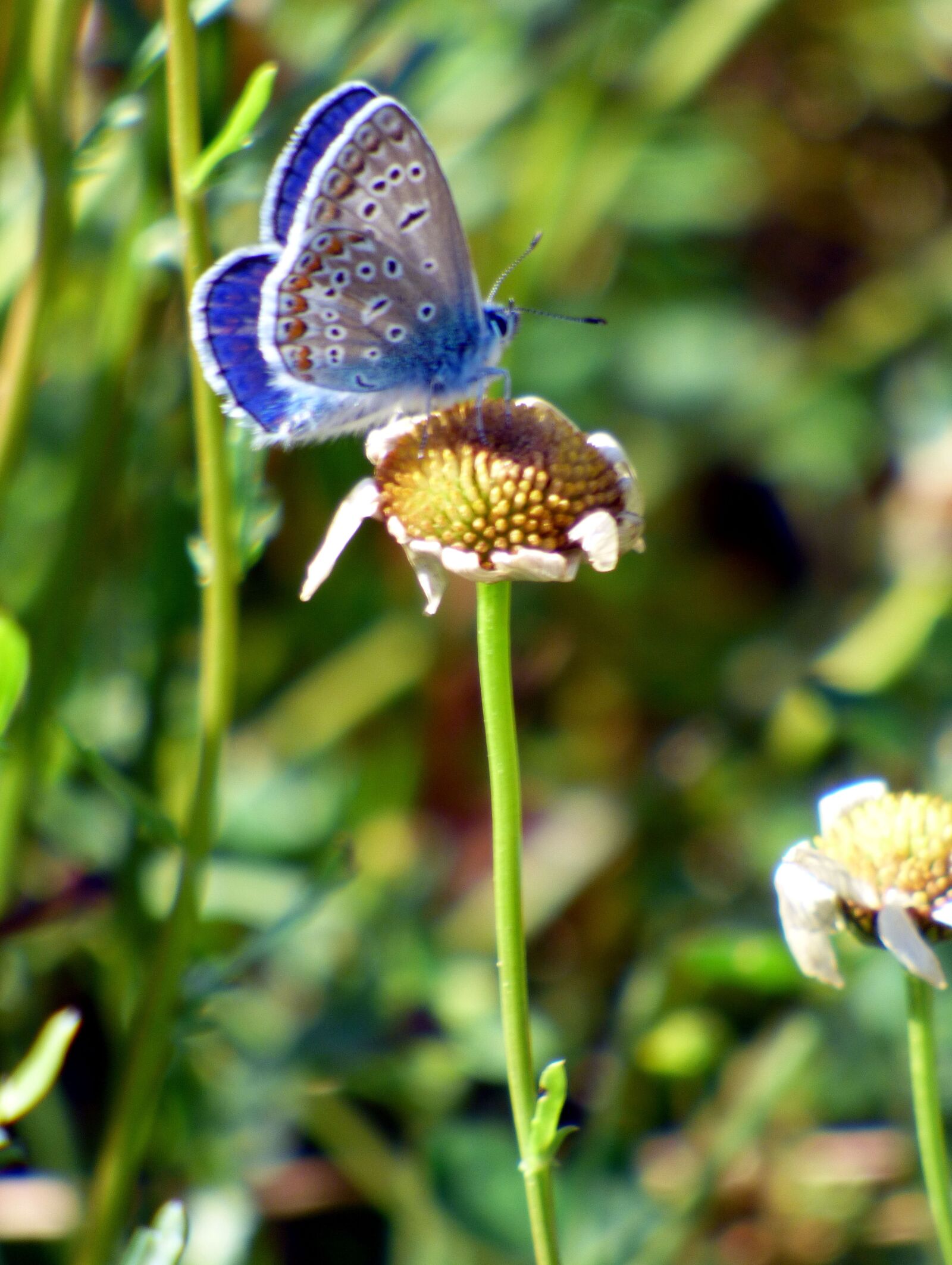 Panasonic DMC-FZ72 sample photo. Butterfly, blue, insect photography