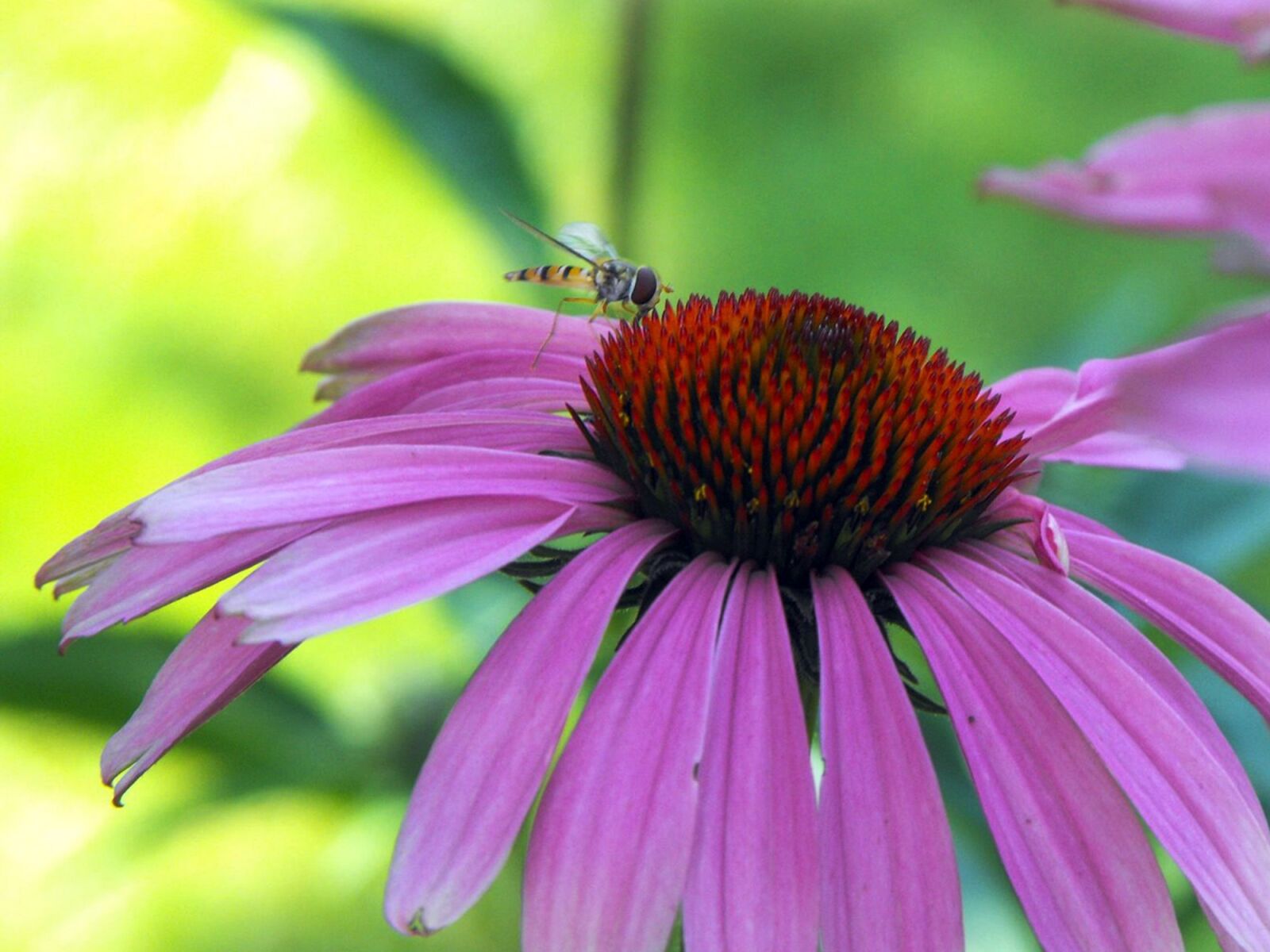 Fujifilm FinePix S1000fd sample photo. Echinacea, insects, opeľ photography