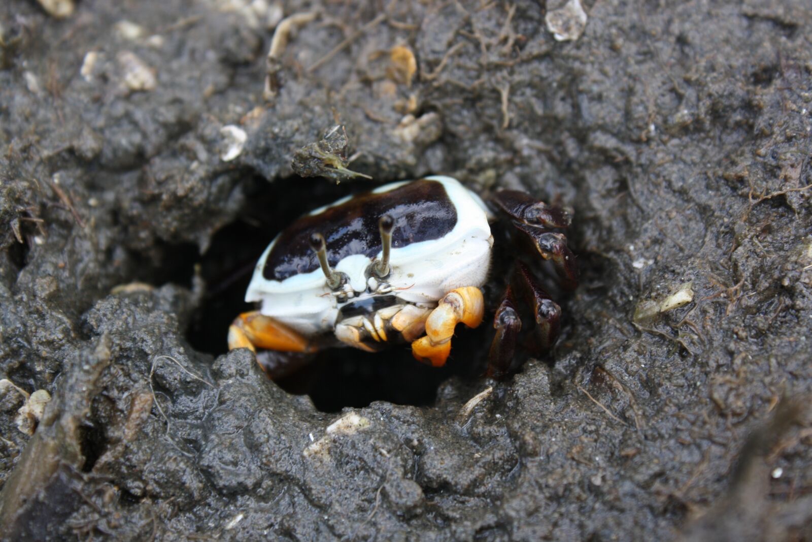 Canon EOS 1000D (EOS Digital Rebel XS / EOS Kiss F) sample photo. Fiddler crab, female, nudgee photography
