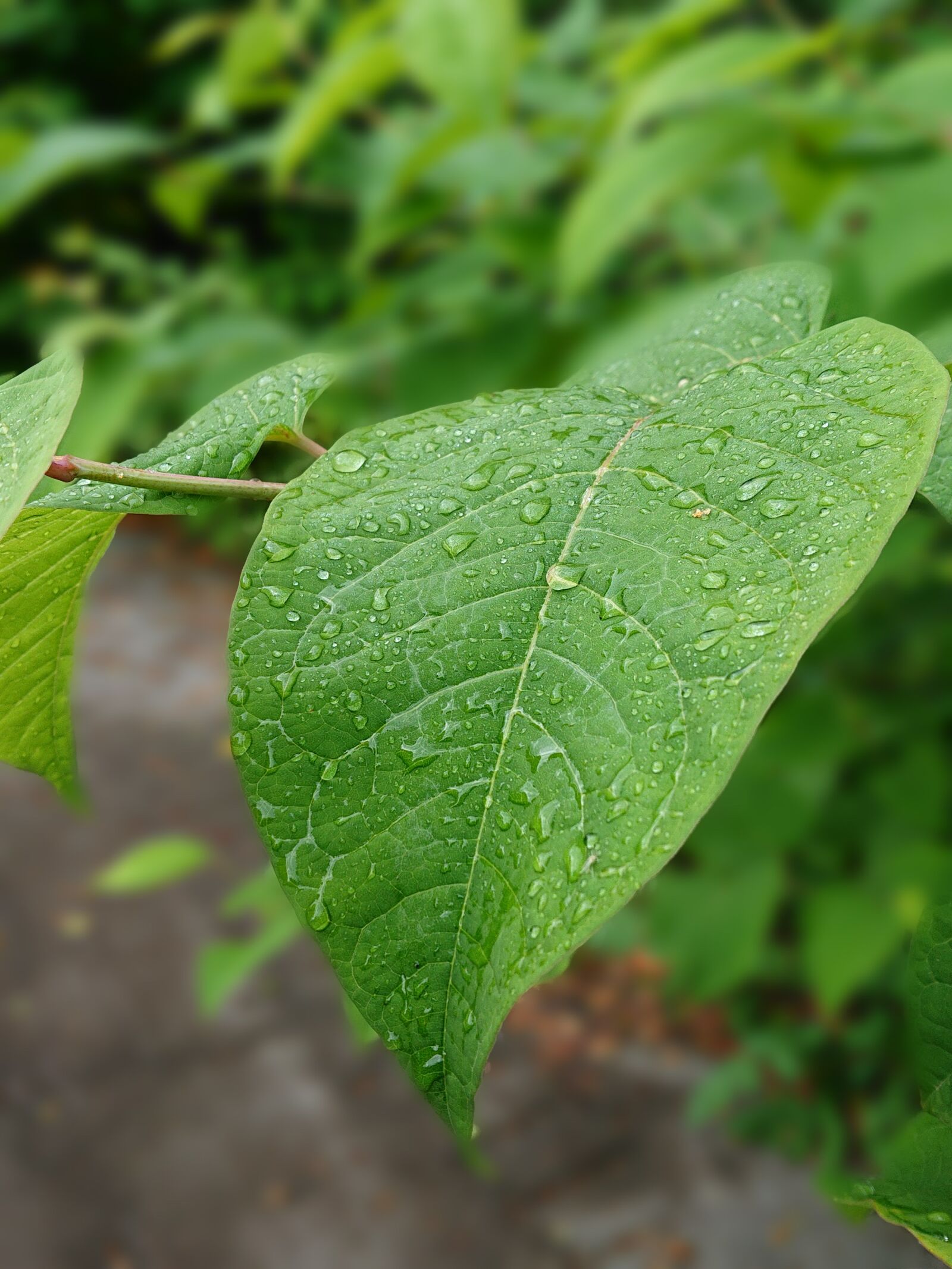 Sony Xperia XZ2 Compact sample photo. Nature, tree, raindrops photography