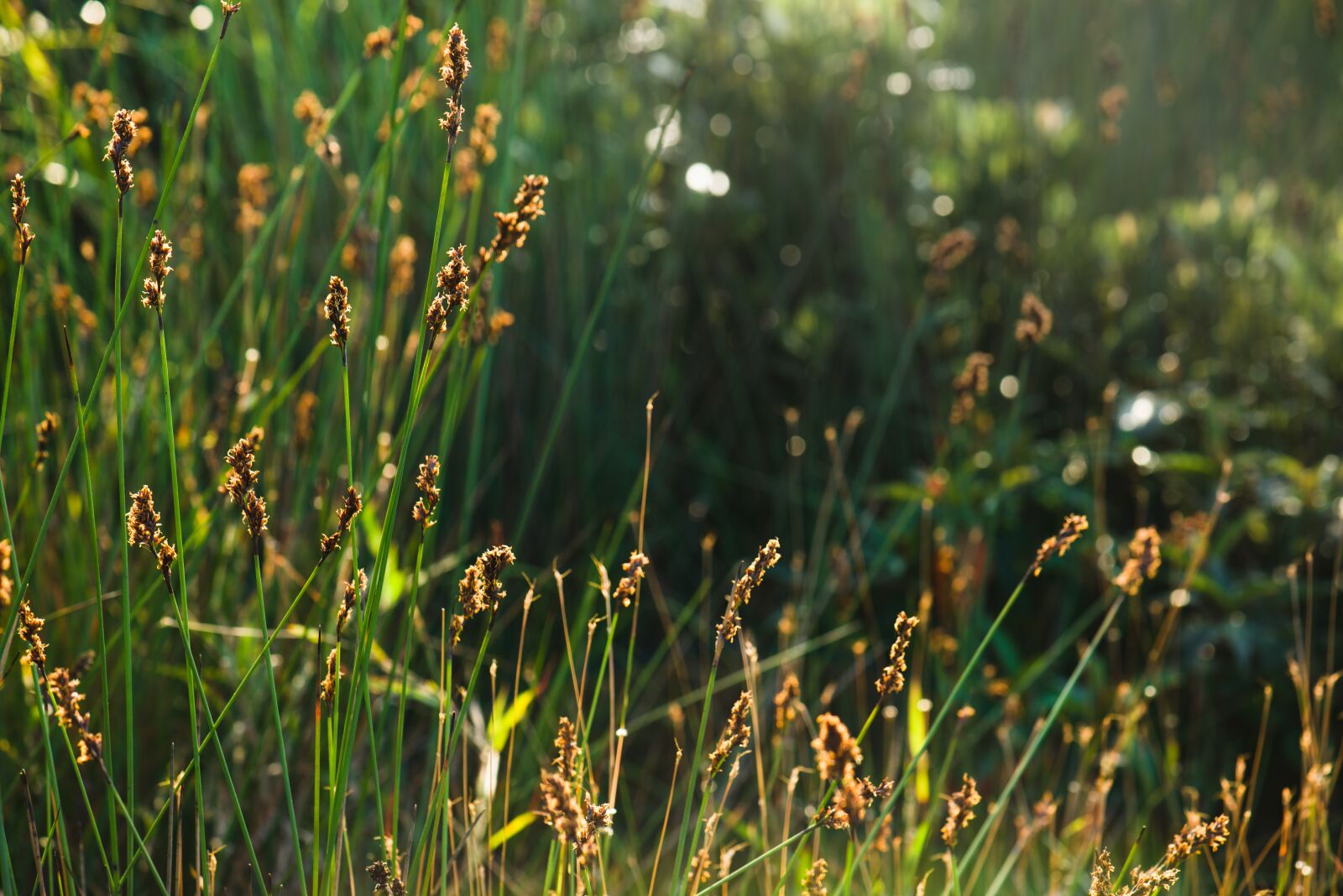 Nikon D800 sample photo. Grass, green, nature photography