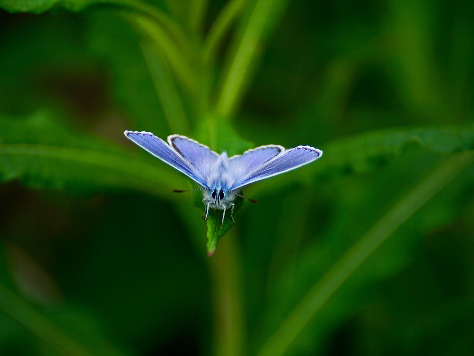 Sony DT 55-300mm F4.5-5.6 SAM sample photo. Butterfly, cranesbill-blue, rarely photography