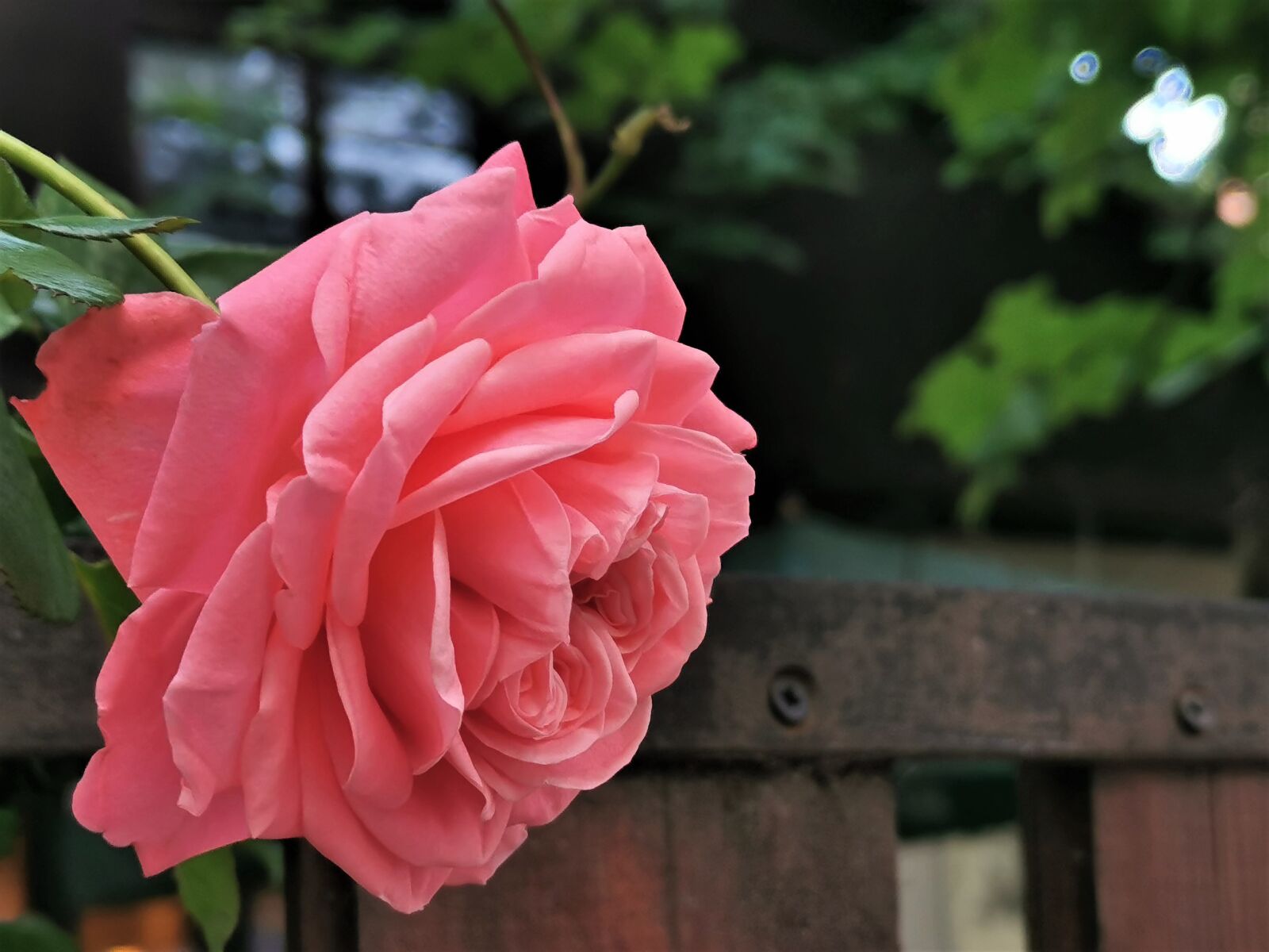 HUAWEI P30 sample photo. Pink rose, flower, fence photography
