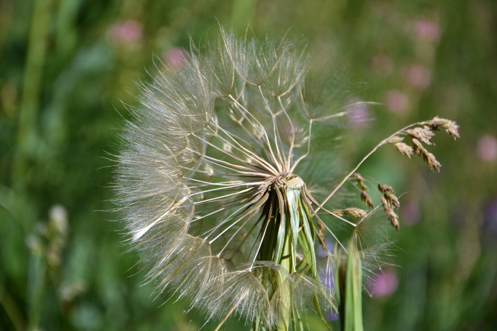 Nikon D7100 sample photo. Flower, nature, summer photography