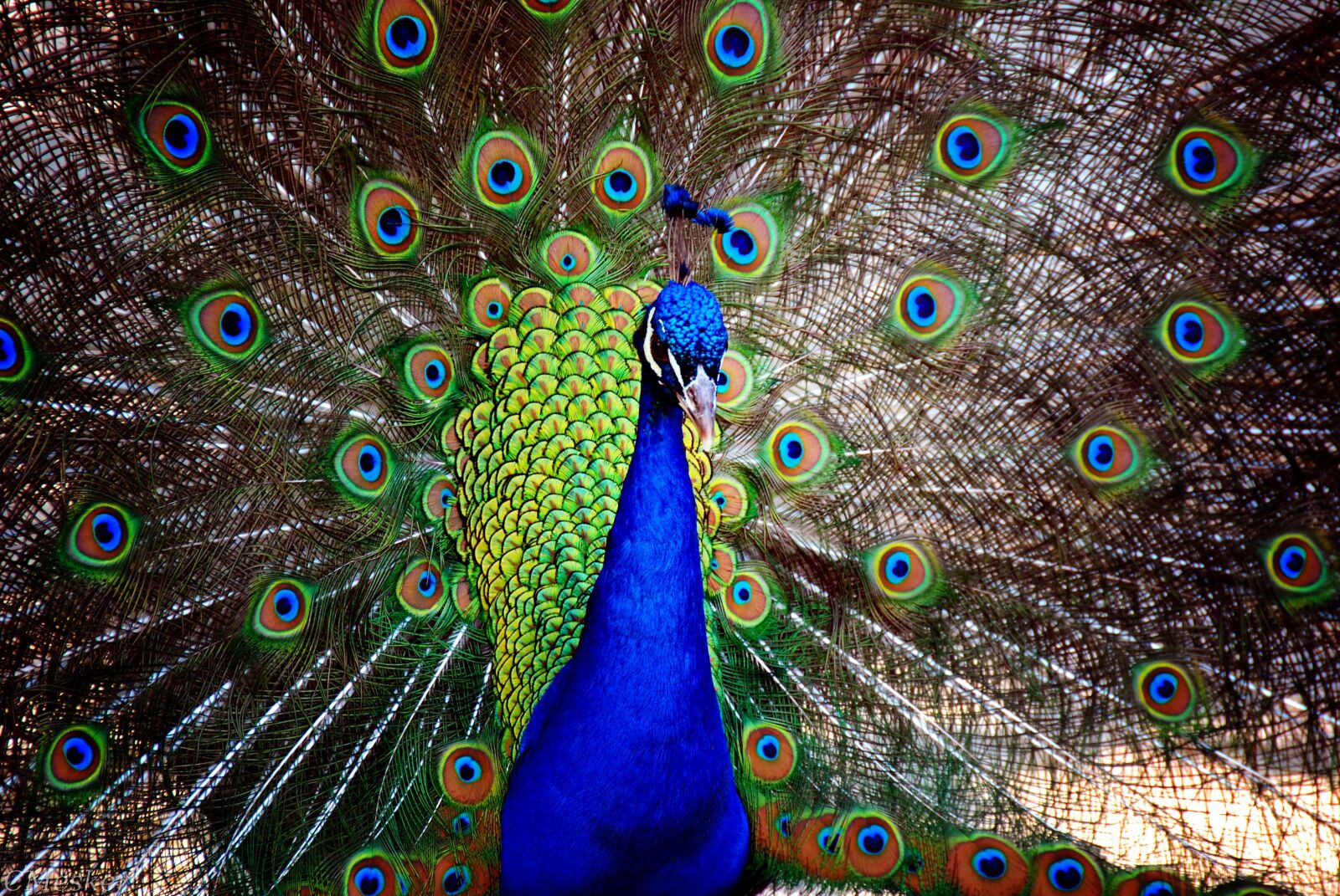 Nikon D80 sample photo. Peacock, male, bird photography