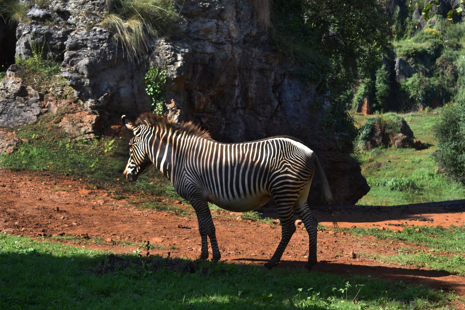 Nikon D3400 sample photo. Zebra, nature, cabarceno photography