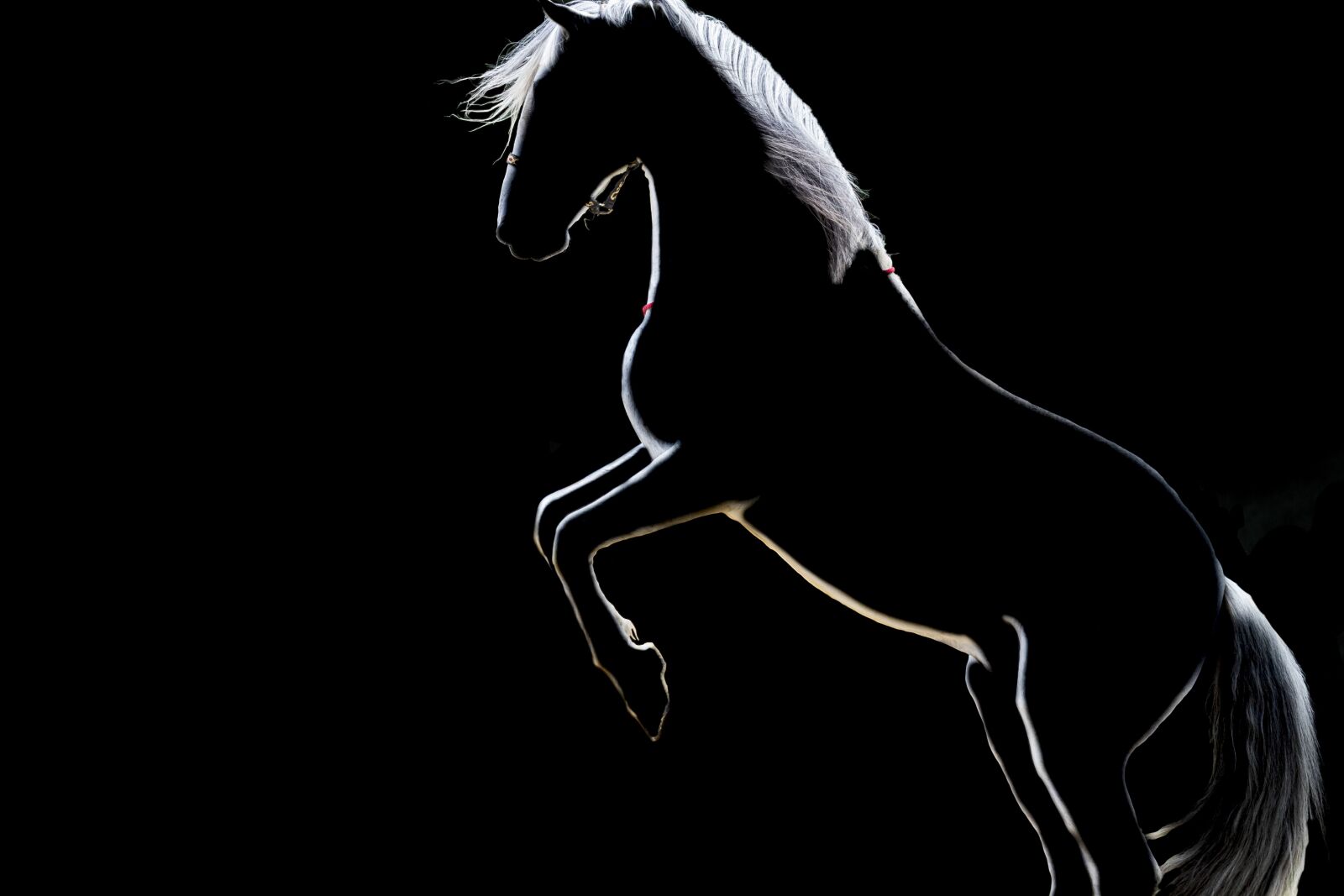 Canon EOS 6D Mark II + Canon EF 70-300mm F4-5.6L IS USM sample photo. Horse, silhouette, black and photography