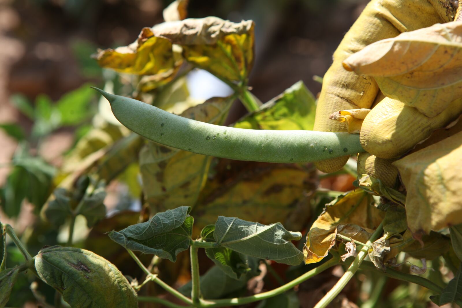 Canon EOS 5D Mark II sample photo. Agriculture, fat, bean photography