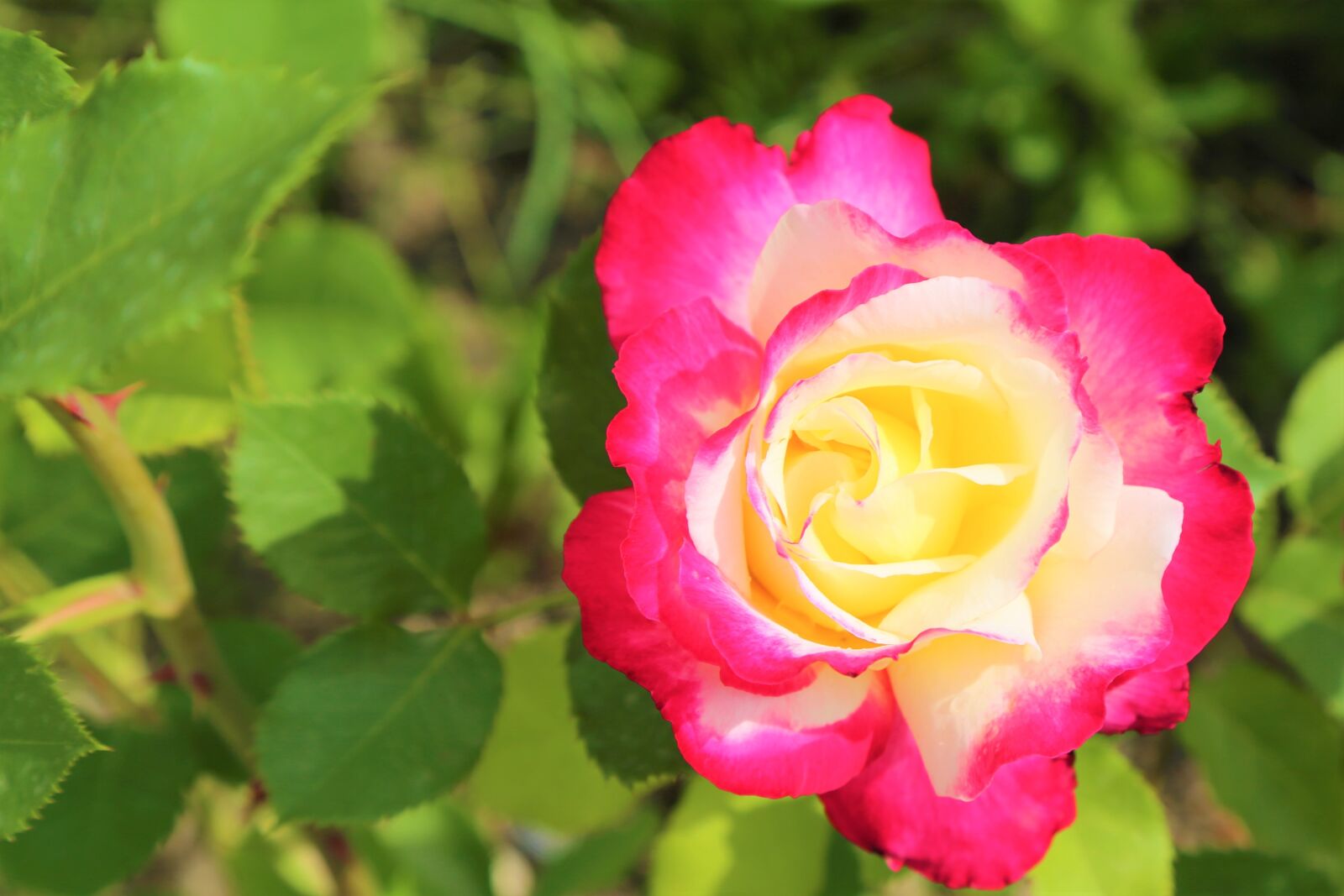Canon EOS 5D Mark III sample photo. Rose, nature, plant photography