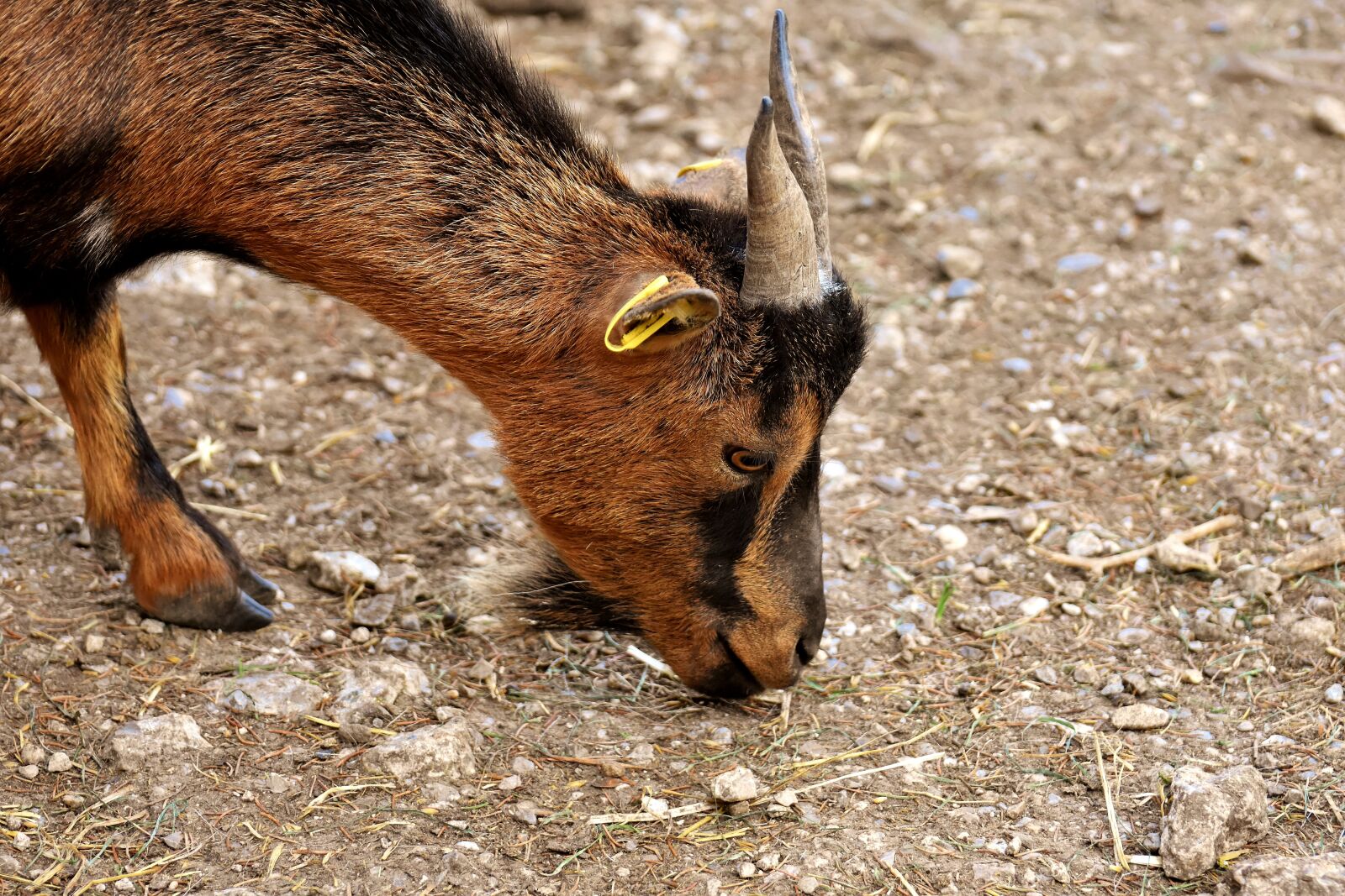 Nikon D7200 sample photo. Goat, animal, horns photography