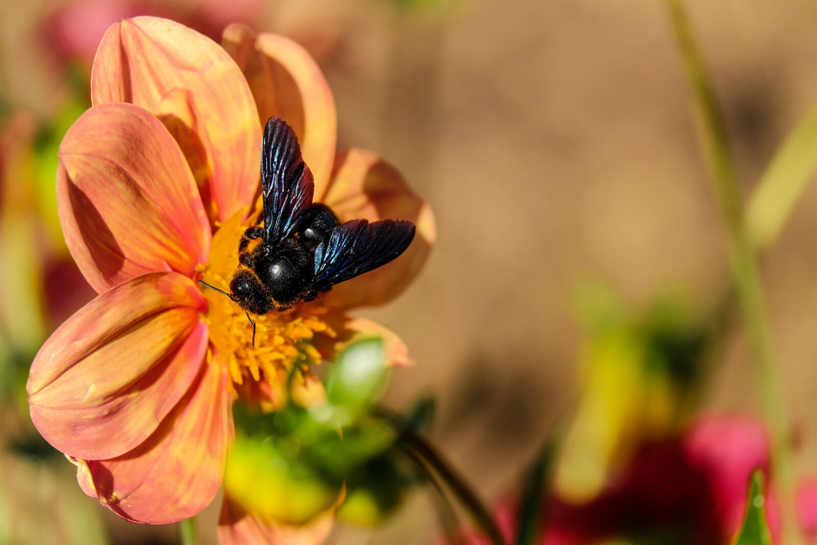 Fujifilm X-T10 + Fujifilm XC 50-230mm F4.5-6.7 OIS sample photo. Carpenter bee, bee, insect photography