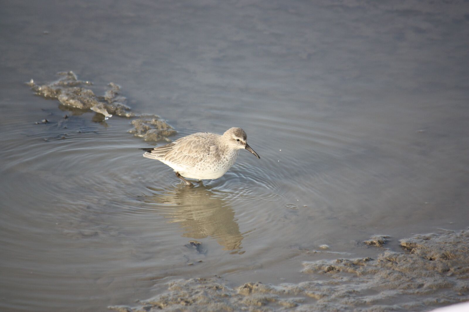 Canon EOS 450D (EOS Rebel XSi / EOS Kiss X2) sample photo. Wadden sea, coast, tides photography
