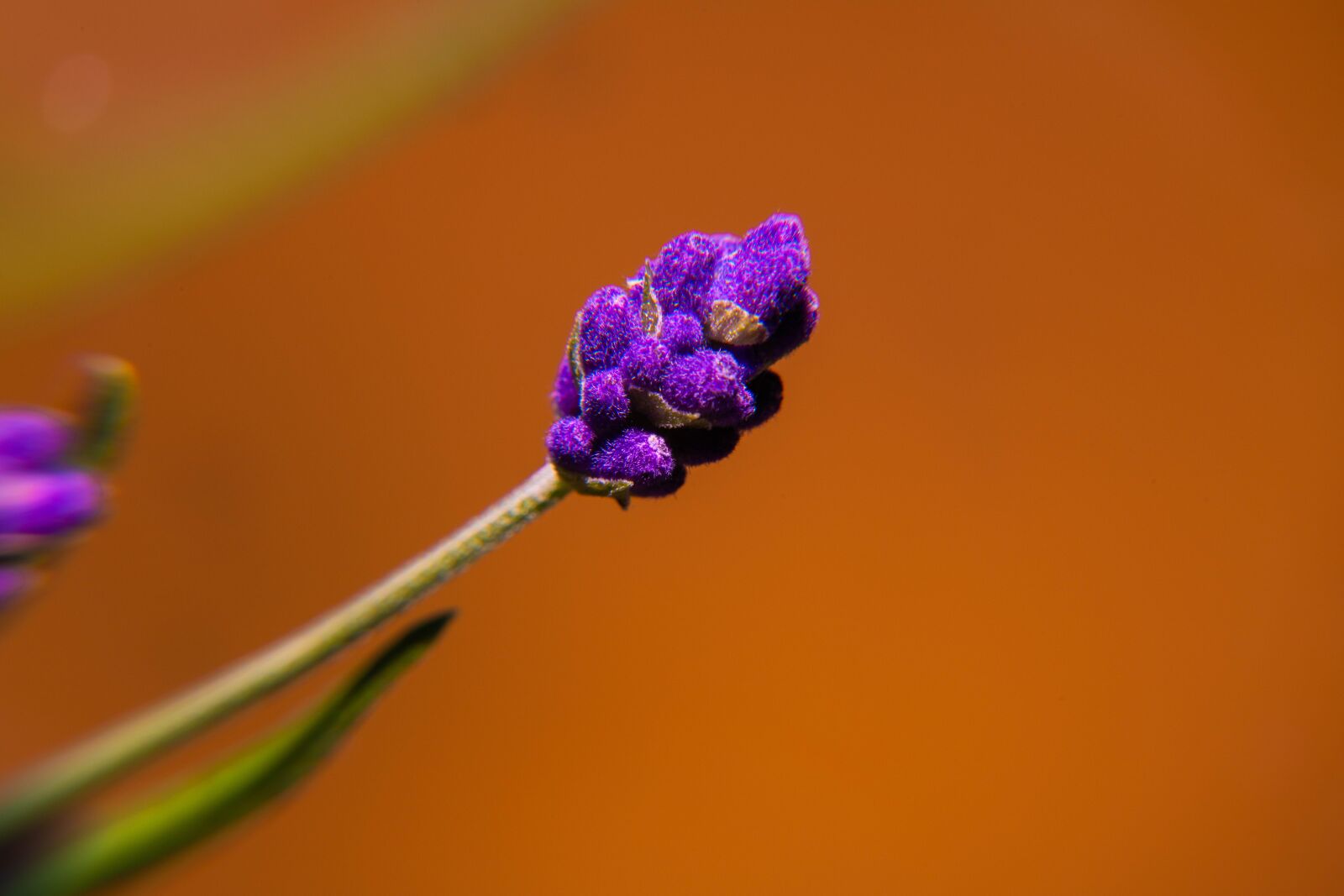 Nikon D850 sample photo. Spring, pollen, yellow photography