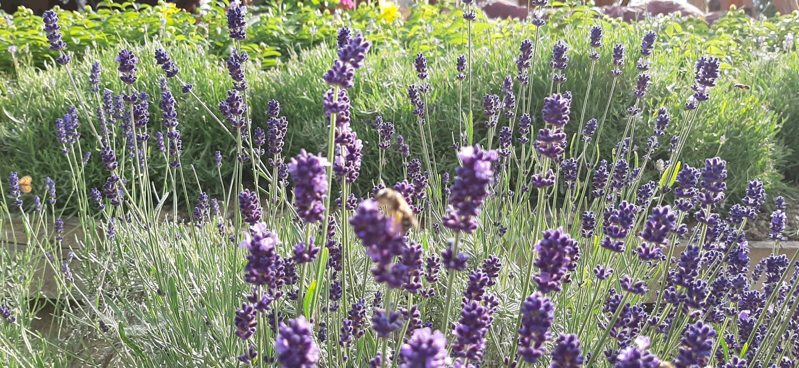 Samsung Galaxy A50 sample photo. Lavandula, bee, purple photography