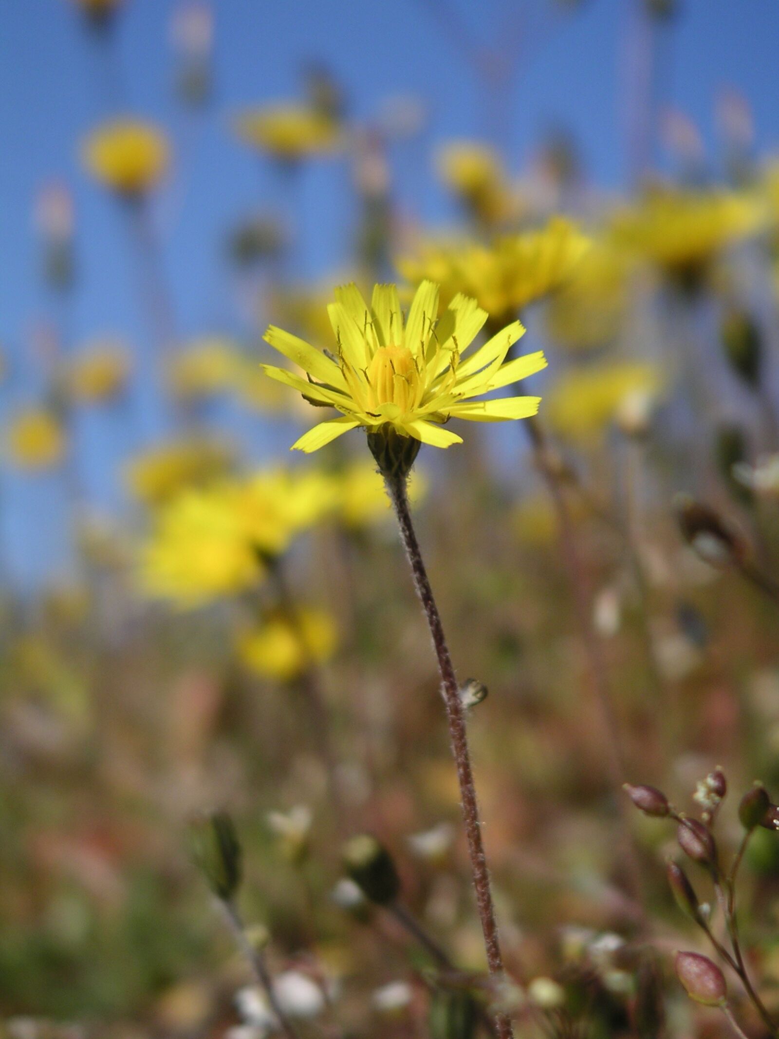 KONICA MINOLTA DiMAGE Xt sample photo. Flower, yellow, wild photography
