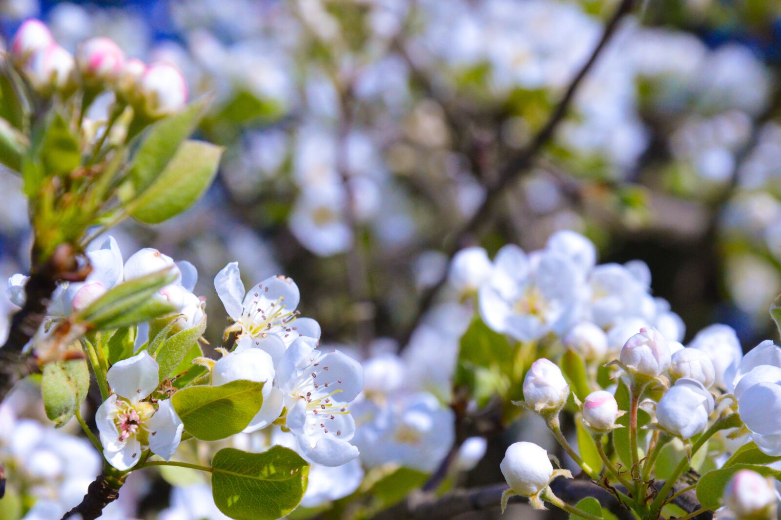 Nikon D3200 sample photo. Spring, flower, flowers photography