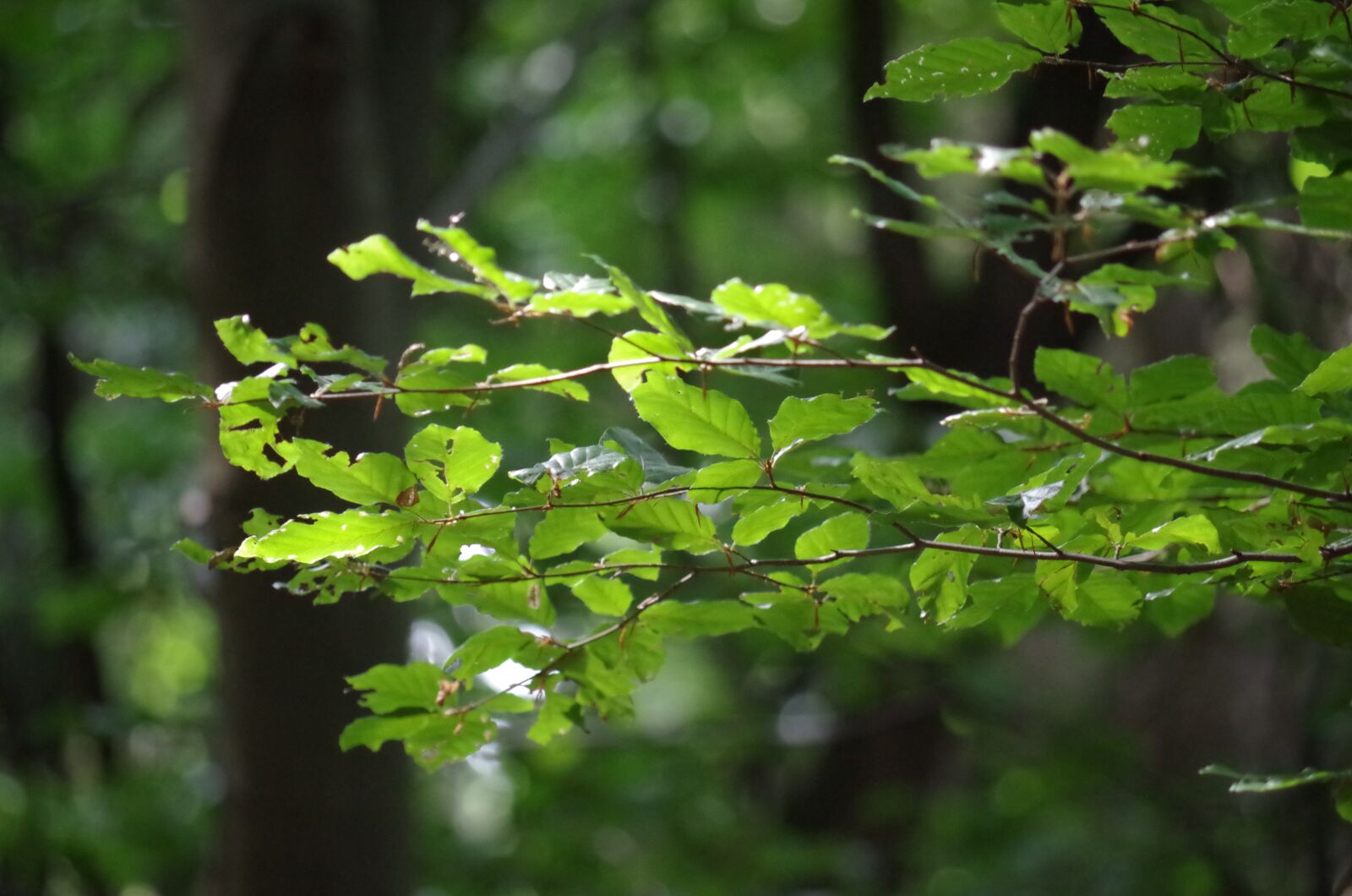 Pentax K-500 sample photo. Tree, foliage, light photography
