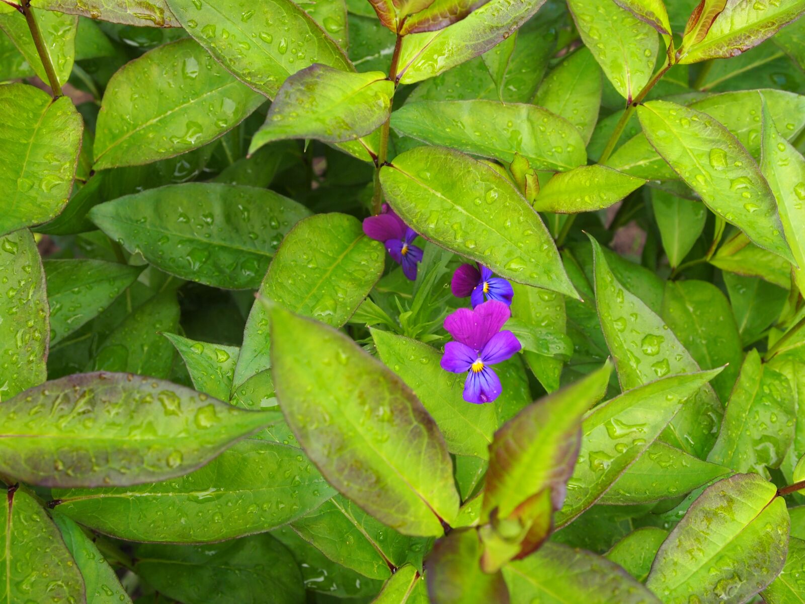 Olympus PEN E-PL1 sample photo. Flowers, garden, pansies photography
