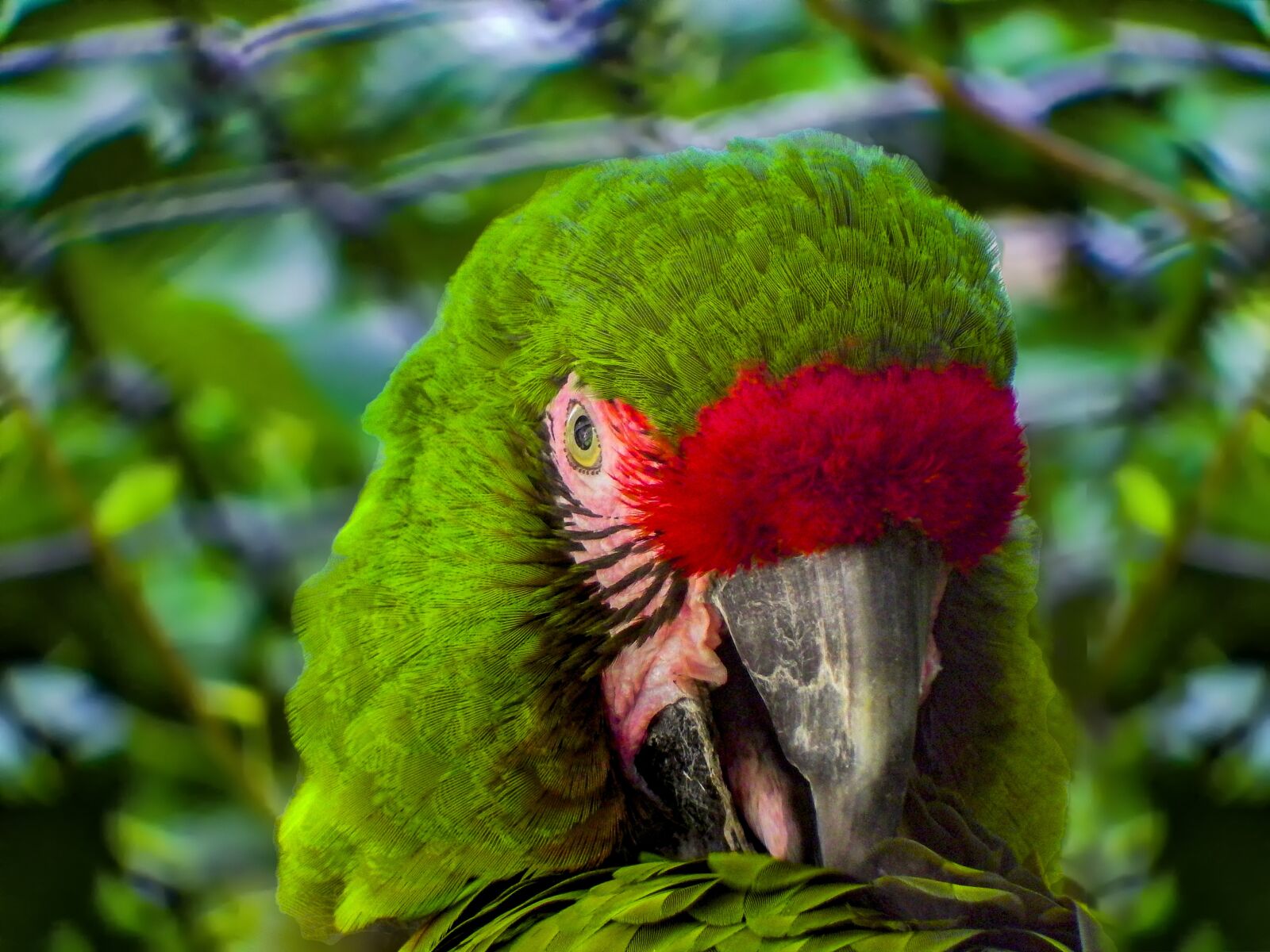 Fujifilm FinePix S1 sample photo. Parrot, green, bird photography