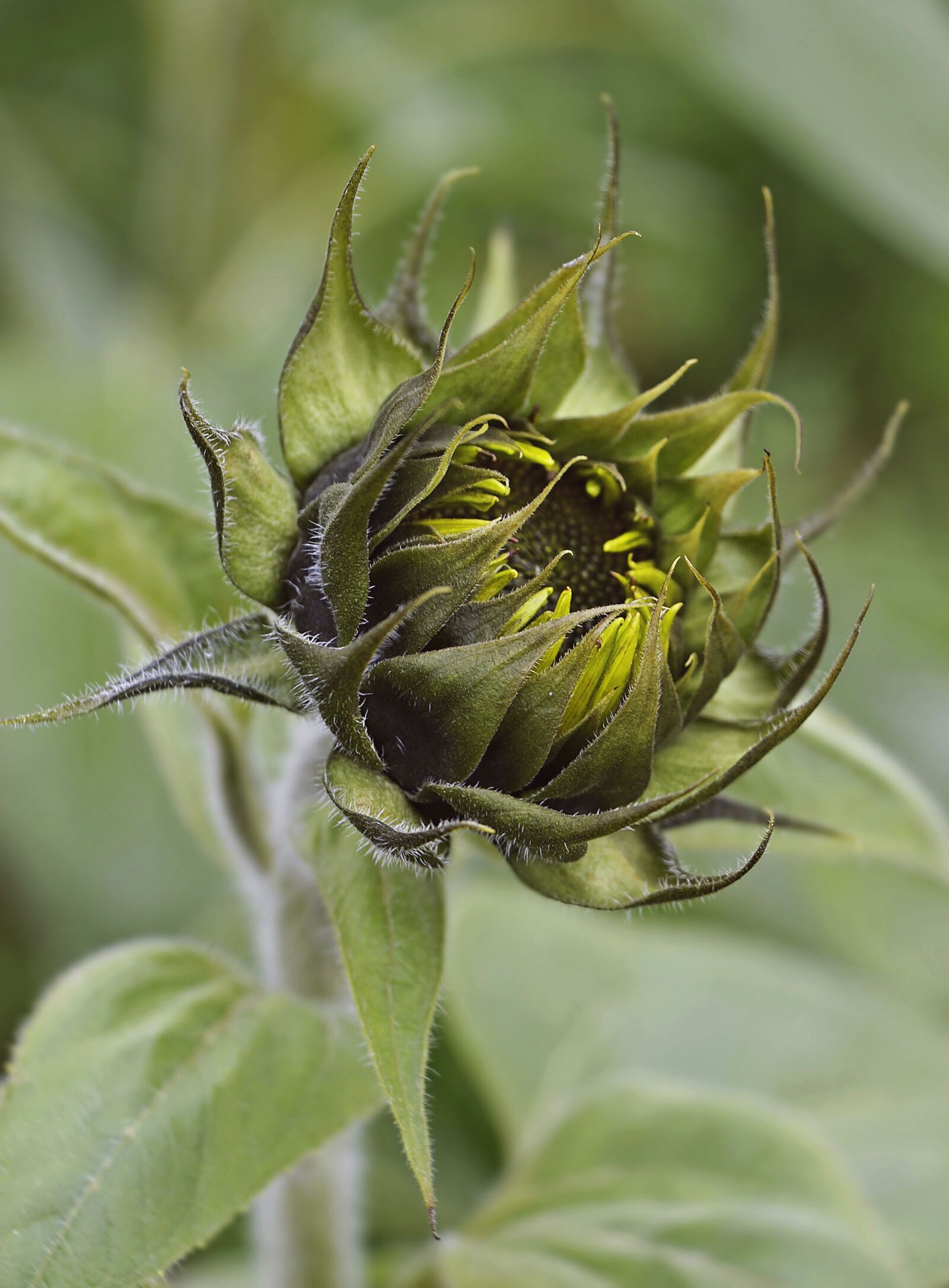 Canon EOS 100D (EOS Rebel SL1 / EOS Kiss X7) sample photo. Sunflower, flower, blossom photography
