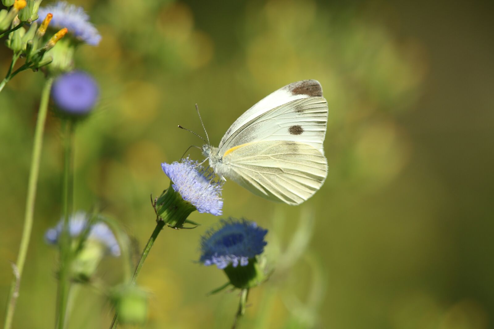 Canon EOS 70D sample photo. Butterfly, nature, flower photography